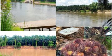 Ninja Buah Sawit di Desa Terantang  Kian Marak Petani Resah