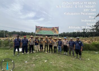 Panen Raya Jagung di Langgam, Polsek dan PT Peputra Supra Jaya Dukung Swasembada Pangan