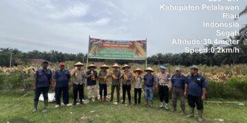 Panen Raya Jagung di Langgam, Polsek dan PT Peputra Supra Jaya Dukung Swasembada Pangan