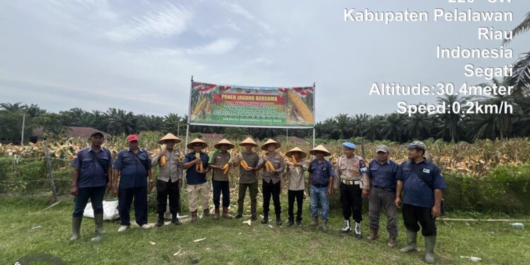 Panen Raya Jagung di Langgam, Polsek dan PT Peputra Supra Jaya Dukung Swasembada Pangan
