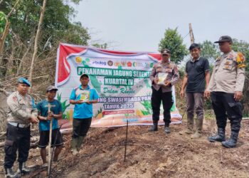 Polsek Bunut Dorong Ketahanan Pangan dengan Penanaman Jagung Serentak