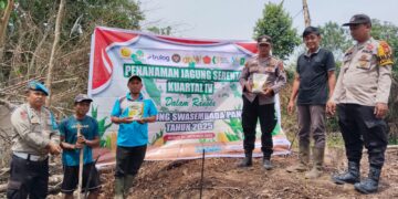 Polsek Bunut Dorong Ketahanan Pangan dengan Penanaman Jagung Serentak