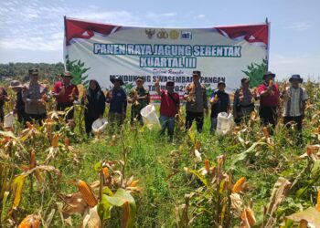 Polsek Pangkalan Kuras Dampingi Panen Jagung 2 Hektar di Lahan HGU PT. SBP