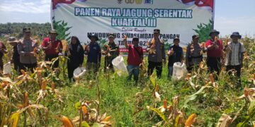 Polsek Pangkalan Kuras Dampingi Panen Jagung 2 Hektar di Lahan HGU PT. SBP