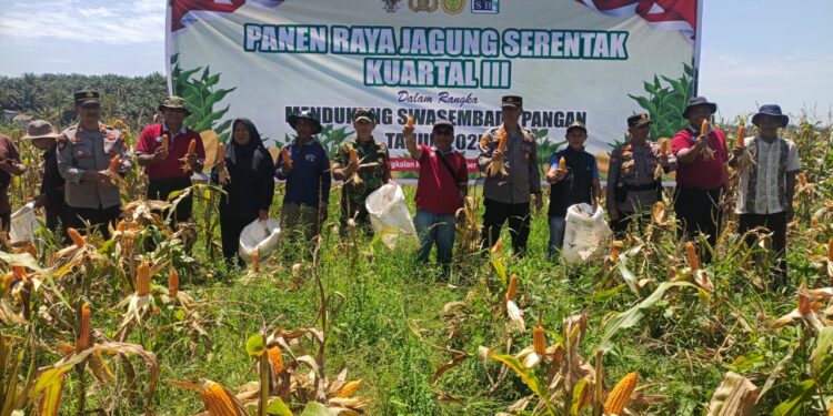 Polsek Pangkalan Kuras Dampingi Panen Jagung 2 Hektar di Lahan HGU PT. SBP