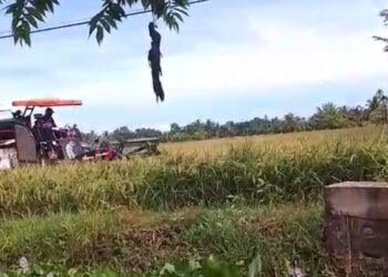 Warga Gampong Meuria Di Aceh Utara Bersiap Menyambut Musim Panen Padi