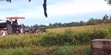 Warga Gampong Meuria Di Aceh Utara Bersiap Menyambut Musim Panen Padi