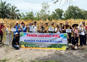 Polsek Perhentian Raja Panen Jagung Pipil Bumdes Harapan