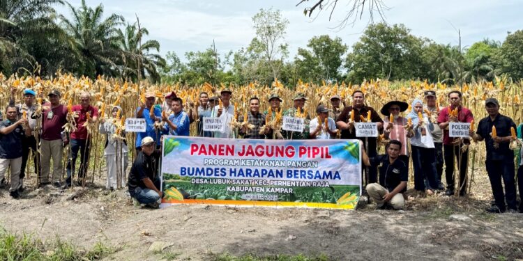 Polsek Perhentian Raja Panen Jagung Pipil Bumdes Harapan