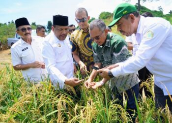 PTPN IV Regional VI Bersama Universitas Almuslim Sukses Panen Raya Padi Gogo 30 Hektar