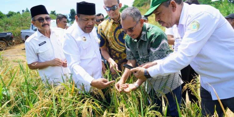 PTPN IV Regional VI Bersama Universitas Almuslim Sukses Panen Raya Padi Gogo 30 Hektar