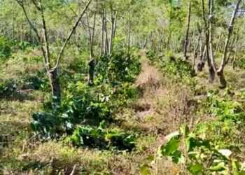 OTK Rusak Lahan Kopi JCE, Warga Kehilangan Sumber Penghasilan