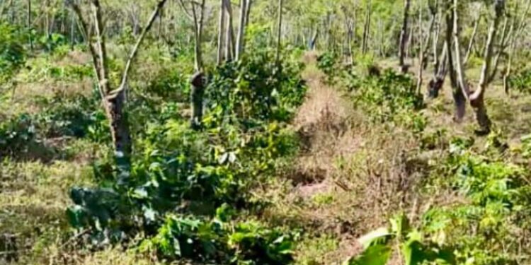 OTK Rusak Lahan Kopi JCE, Warga Kehilangan Sumber Penghasilan