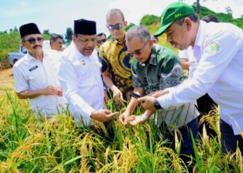 Dorong Ketahanan Pangan, PTPN IV PalmCo Program Tumpangsari dari Sawit Tumbuh Padi