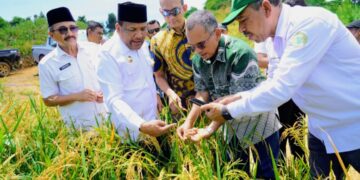 Dorong Ketahanan Pangan, PTPN IV PalmCo Program Tumpangsari dari Sawit Tumbuh Padi
