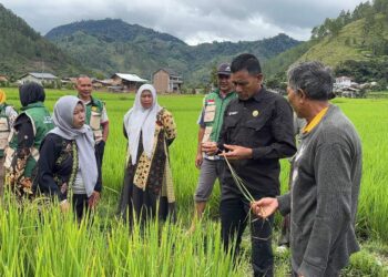 Dinas Pertanian Aceh Tengah Respon Cepat Tangani Serangan HPT Tanaman Padi