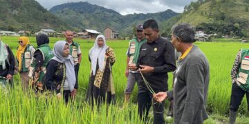 Dinas Pertanian Aceh Tengah Respon Cepat Tangani Serangan HPT Tanaman Padi