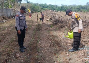 Ketahanan Pangan, Polsek Bunut Pantau Perkembangan Jagung Pipil Serentak di Desa