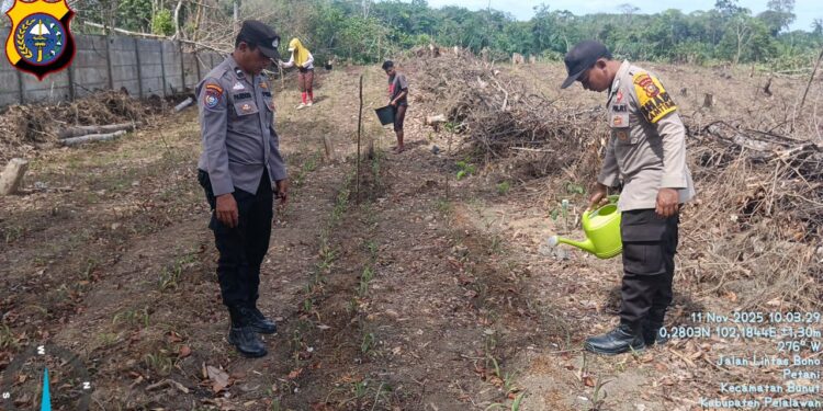 Ketahanan Pangan, Polsek Bunut Pantau Perkembangan Jagung Pipil Serentak di Desa