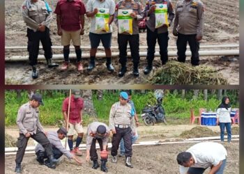 Polsek Bunut Dukung Swasembada Pangan 2025 dengan Penanaman Jagung Serentak