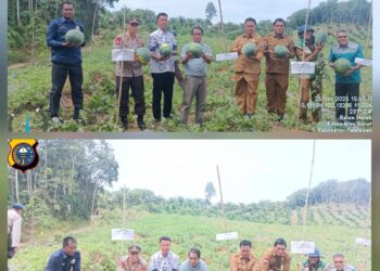Kapolsek Bunut Hadiri Panen Semangka BUMDes di Desa Balam Merah, Dukung Ketahanan Pangan