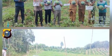 Kapolsek Bunut Hadiri Panen Semangka BUMDes di Desa Balam Merah, Dukung Ketahanan Pangan
