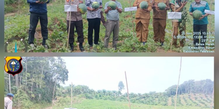Kapolsek Bunut Hadiri Panen Semangka BUMDes di Desa Balam Merah, Dukung Ketahanan Pangan