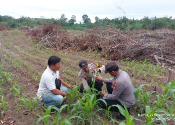 Polisi Monitoring Perkembangan Jagung Pipil untuk Ketahanan Pangan di Bunut