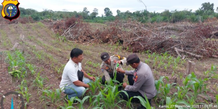 Polisi Monitoring Perkembangan Jagung Pipil untuk Ketahanan Pangan di Bunut