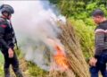 Bea Cukai Langsa Operasi Pemusnahan 51,75 Hektar Ladang Ganja di Gayo Lues