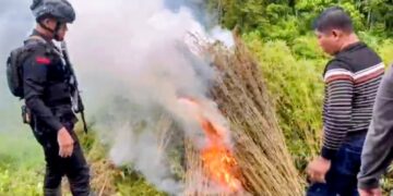 Bea Cukai Langsa Operasi Pemusnahan 51,75 Hektar Ladang Ganja di Gayo Lues