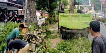 DLH Langsa Lakukan Penataan Pohon Pinggir Jalan 