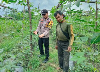 Ketahanan Pangan Bergizi, Bhabinkamtibmas Pantau Panen Timun dan Terong di Pangkalan Kerinci