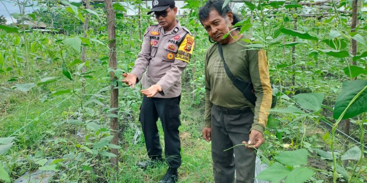 Ketahanan Pangan Bergizi, Bhabinkamtibmas Pantau Panen Timun dan Terong di Pangkalan Kerinci