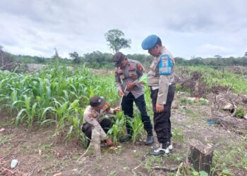 Kapolsek Bunut Pantau Jagung Pipil PT APL, Dukung Program Ketahanan Pangan 2025