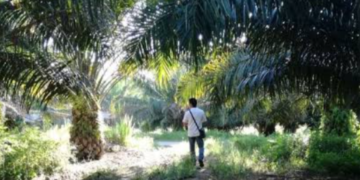 Keselamatan Rakyat Aceh Jauh Lebih Penting, Gadjah Puteh Desak PTPN Angkat Kaki dari Aceh