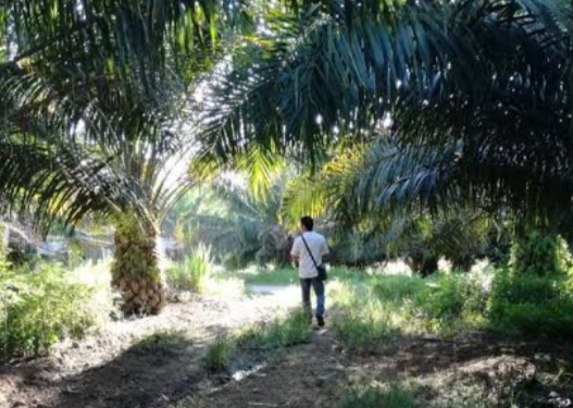 Keselamatan Rakyat Aceh Jauh Lebih Penting, Gadjah Puteh Desak PTPN Angkat Kaki dari Aceh