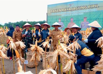 Polsek Perhentian Raja Panen raya Jagung pipil Demplot Ketahanan Pangan