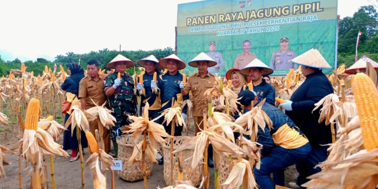 Polsek Perhentian Raja Panen raya Jagung pipil Demplot Ketahanan Pangan