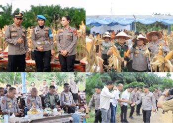 Polsek Perhentian Raja Sukses Gelar Panen Jagung Raya Serentak Se-Indonesia