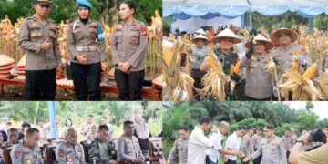 Polsek Perhentian Raja Sukses Gelar Panen Jagung Raya Serentak Se-Indonesia