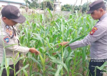 Polsek Bunut Pantau Perkembangan Jagung Pipil Serentak di Desa Petani untuk Dukung Ketahanan Pangan