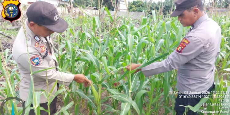 Polsek Bunut Pantau Perkembangan Jagung Pipil Serentak di Desa Petani untuk Dukung Ketahanan Pangan