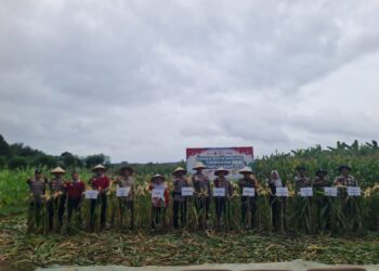 Polri Panen Raya Jagung di Pelalawan, Dukung Program Ketahanan Pangan