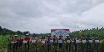 Polri Panen Raya Jagung di Pelalawan, Dukung Program Ketahanan Pangan