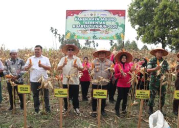 Polres Aceh Tenggara Laksanakan Panen Raya Jagung Serentak Kuartal I Tahun 2026