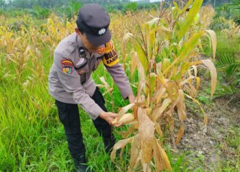 Polsek Ukui Dukung Ketahanan Pangan, Panen Jagung Pipil Kuartal I Tahun 2026 di Desa Lubuk Kembang Sari