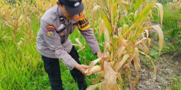 Polsek Ukui Dukung Ketahanan Pangan, Panen Jagung Pipil Kuartal I Tahun 2026 di Desa Lubuk Kembang Sari