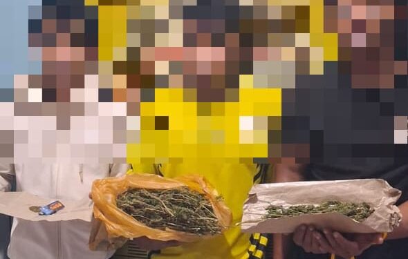 Satresnarkoba Polres Aceh Tengah Ungkap Kasus Ganja, Tiga Pelaku Diamankan