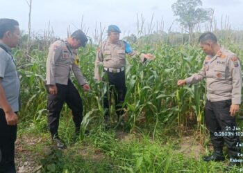 Kapolsek Bunut Pantau Perkembangan Jagung Pipil Serentak di Desa Petani, Dukung Program Ketahanan Pangan